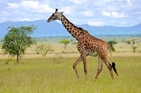 坦桑尼亚国家公园长颈鹿野生动物野外动物衬套草食性目的地旅游宠物动物园地点主题图片