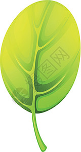绿叶绿色植物植物风格静脉刀刃绘画绿色托叶草图装饰品图片