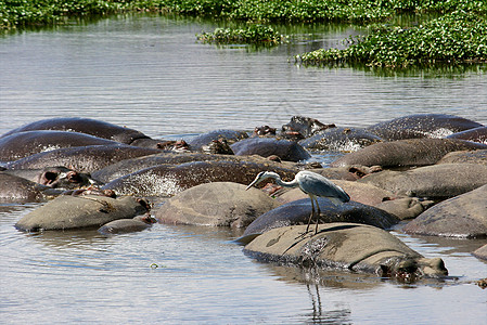 坦桑尼亚国家公园的河马野生动物摄影泳池动物平原草食性主题背景公园牙齿图片