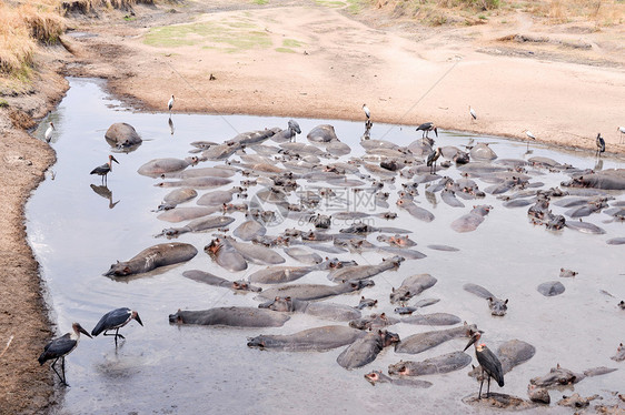 坦桑尼亚国家公园的希波人旅行地点家庭池塘泳池水坑游戏游泳宠物公园图片