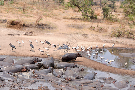坦噶尼喀湖坦桑尼亚国家公园的希波人运动兽头健身水域鼻子游戏旅行牙齿野外动物草食性背景