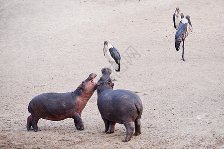 坦桑尼亚国家公园的希波人水域游泳兽嘴背景家庭动物体洗涤池塘河马野外动物图片