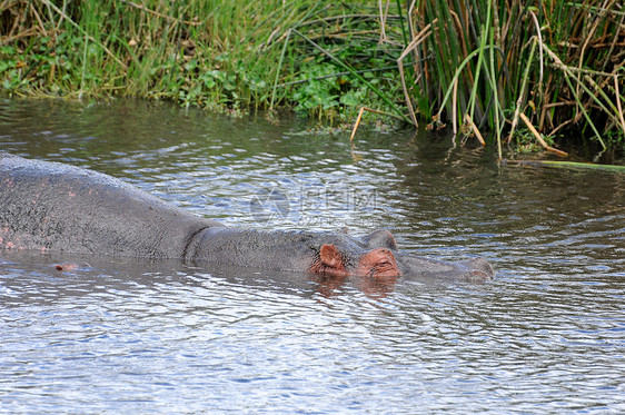 坦桑尼亚国家公园的希波人动物地形草食性游泳人脸荒野宠物游戏河马水坑图片