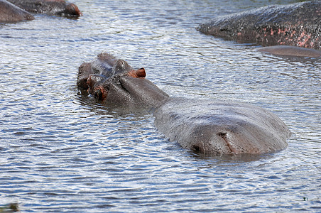 坦桑尼亚国家公园的希波人河马草食性地形臀部动物体池塘公园危险兽嘴鼻子图片