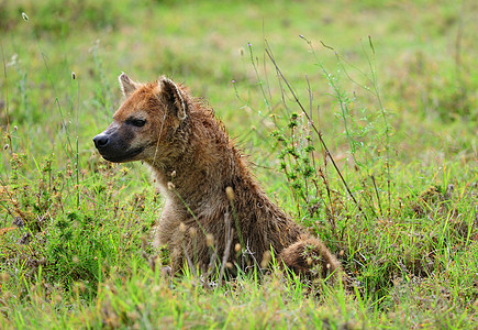 坦桑尼亚国家公园的Hyena犬类保护区旅行死动物野生动物饮食食肉陨石气候荒野图片