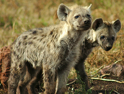 坦桑尼亚国家公园的Hyena地平线食肉羚羊野生动物场地旅行陨石火山口保护区地点图片