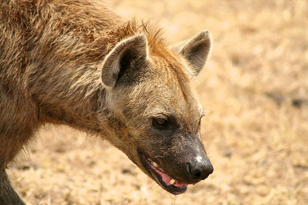 坦桑尼亚国家公园的Hyena气候观赏宠物地点野外动物犬类哺乳动物饮食旅行死动物图片