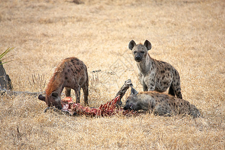 坦桑尼亚国家公园的Hyena野外动物荒野鬣狗风景陨石气候野生动物场地羚羊地点图片
