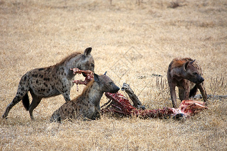 坦桑尼亚国家公园的Hyena野外动物羚羊荒野食肉地点蓝色死动物热带风景保护区图片