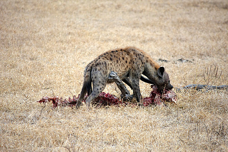 坦桑尼亚国家公园的Hyena荒野旅行保护区宠物野生动物死动物气候哺乳动物野外动物热带图片