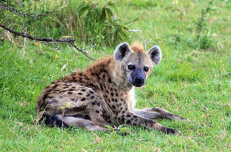 坦桑尼亚国家公园的Hyena哺乳动物风景死动物荒野鬣狗观赏地平线饮食宠物羚羊图片