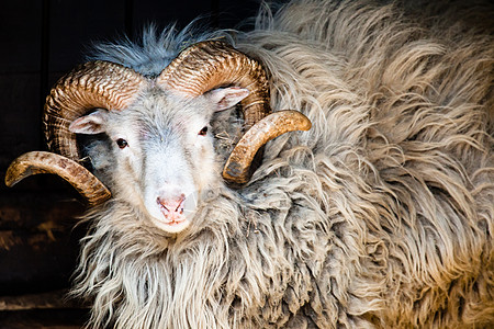 达勒斯山羊大角喇叭绵羊国家山脉野生动物牛科动物荒野荒地号角图片