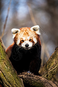 红熊猫坐在动物园的树上树叶野生动物公园栖息地哺乳动物食肉宠物动物富根竹子图片