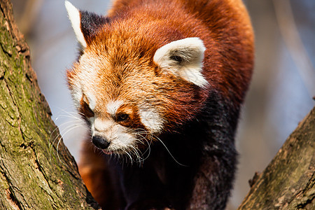 红熊猫坐在动物园的树上食肉野生动物树叶荒野手表富根动物公园宠物竹子图片