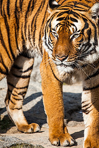 老虎特写纵向丛林动物野猫猫科荒野橙子婴儿捕食者野生动物动物园图片