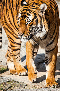 老虎特写纵向丛林野猫条纹捕食者眼睛婴儿猎人橙子危险野生动物图片