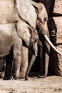 非洲大象和他们的树干旅行大草原荒野草原獠牙乐趣哺乳动物天空动物园团体图片