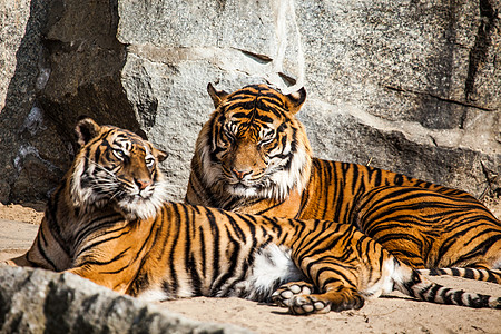 老虎和猫老虎特写纵向打猎野生动物眼睛荒野毛皮婴儿哺乳动物猎人猫科捕食者背景