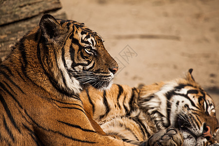 老虎特写纵向荒野猎人野生动物动物丛林打猎哺乳动物捕食者食肉野猫图片