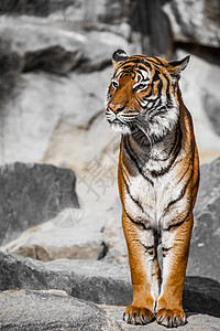 老虎特写纵向动物园丛林猫科野生动物橙子毛皮野猫动物哺乳动物猎人图片