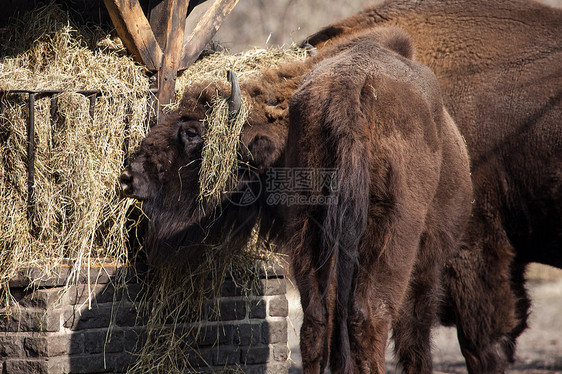 国家公园的野牛群地标哺乳动物遗产抛光野牛吸引力喇叭世界草地国家图片