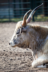 白牛坐在干燥的地面上动物园荒野棕色成人喇叭动物力量红色老板肌肉图片