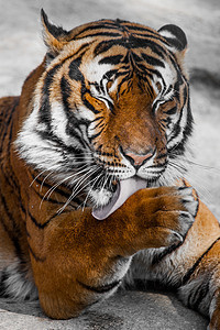 老虎特写纵向捕食者打猎动物猫科哺乳动物野猫条纹食肉丛林野生动物图片
