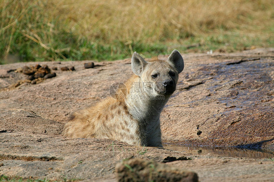 坦桑尼亚国家公园的Hyena地点荒野野生动物观赏鬣狗犬类地平线野外动物饮食蓝色图片