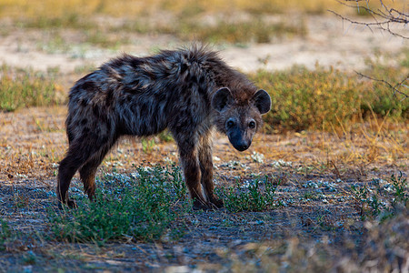 坦桑尼亚国家公园的Hyena荒野火山口气候旅行场地鬣狗陨石蓝色野外动物宠物图片