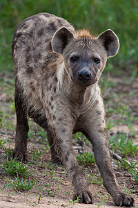 坦桑尼亚国家公园的Hyena宠物保护区地平线热带蓝色鬣狗动物犬类场地风景图片