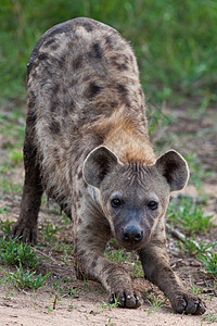 坦桑尼亚国家公园的Hyena食肉观赏宠物旅行热带饮食野生动物鬣狗地平线野外动物图片