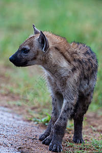 坦桑尼亚国家公园的Hyena鬣狗场地陨石饮食观赏荒野野外动物哺乳动物野生动物风景图片
