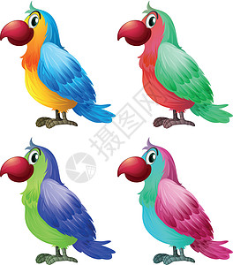 四色四色鹦鹉剪贴蓝色橙子羽毛绘画白色动物眼睛宠物翅膀图片