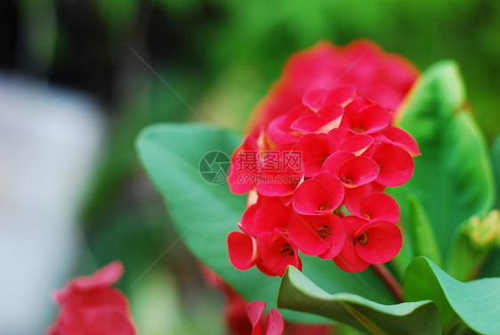 花园中的红花叶子植物盆栽花瓣红色生长房子荆棘冠植物群灌木图片