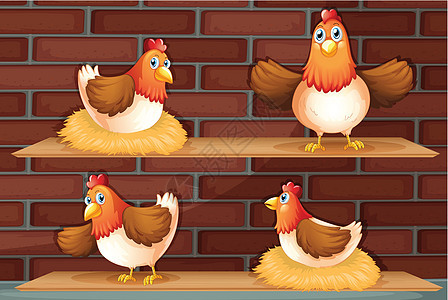 鸡的四种不同姿势图片
