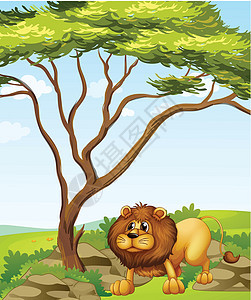 山上一棵大树附近的狮子图片
