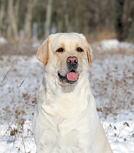 冬季画像中的黄色拉布拉多猎犬白色公园宠物朋友晴天乐趣森林天空幸福图片
