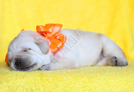 快乐的黄色拉布拉多小狗肖像 睡着图片