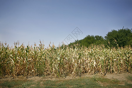 玉米字段种子季节土地场景生长农村粮食蓝色农业农场图片