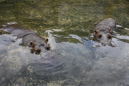 在水中休息的河马动物园摄影动物水平哺乳动物地形主题乐趣宠物野生动物图片