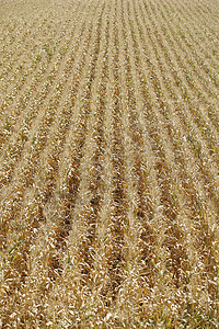 玉米字段背景国家种子农村蔬菜环境农业收成场地粮食植物图片