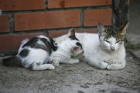 猫咪漂亮女性爪子短发女士哺乳动物毛皮猫科动物橙子眼睛罢工图片