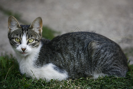 猫咪漂亮动物毛皮金子头发短发女性休息罢工猫科动物晶须图片