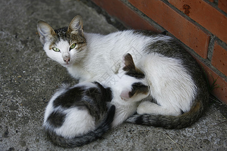 猫咪漂亮爪子尾巴虎斑小猫哺乳动物橙子罢工头发女士晶须图片