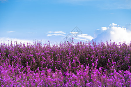美丽的紫花和蓝天空图片