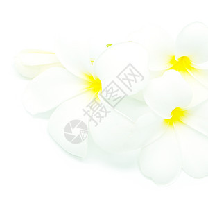 白色鸡蛋花园艺热带框架温泉生物学花瓣植物图片