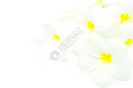 白色鸡蛋花温泉园艺花瓣植物框架热带生物学图片