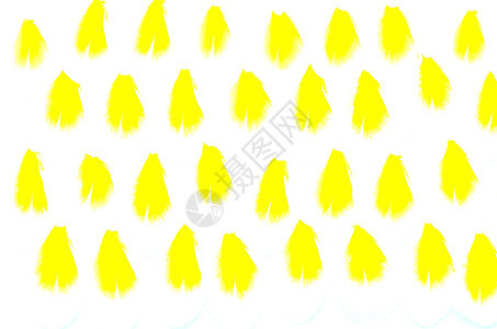 黄黄色生物学框架花瓣白色热带园艺植物黄色鸡蛋花黄花图片