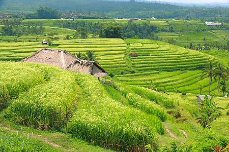 巴厘 Jatiluwih 水稻田场地稻田文化风景绿色旅行种植园收成爬坡农业图片