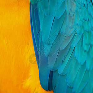 蓝色和金色麦毛羽毛异国金刚鹦鹉鹦鹉翅膀红色彩虹金子荒野鸟类野生动物图片